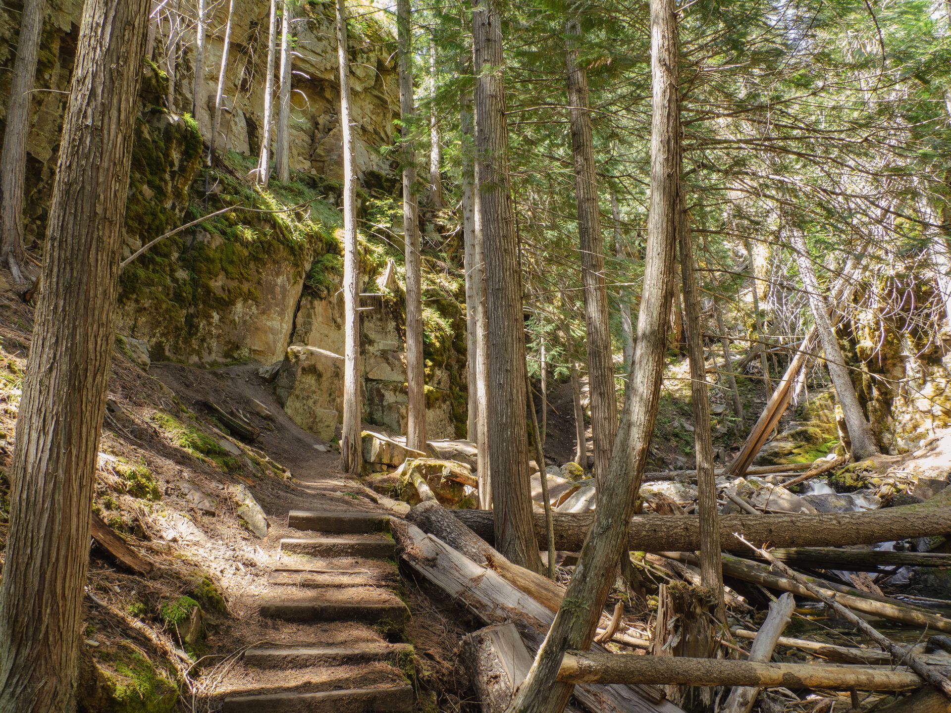 Stone steps ascend a shaded forest trail. Sunlight filters through tall trees, illuminating a rock wall.