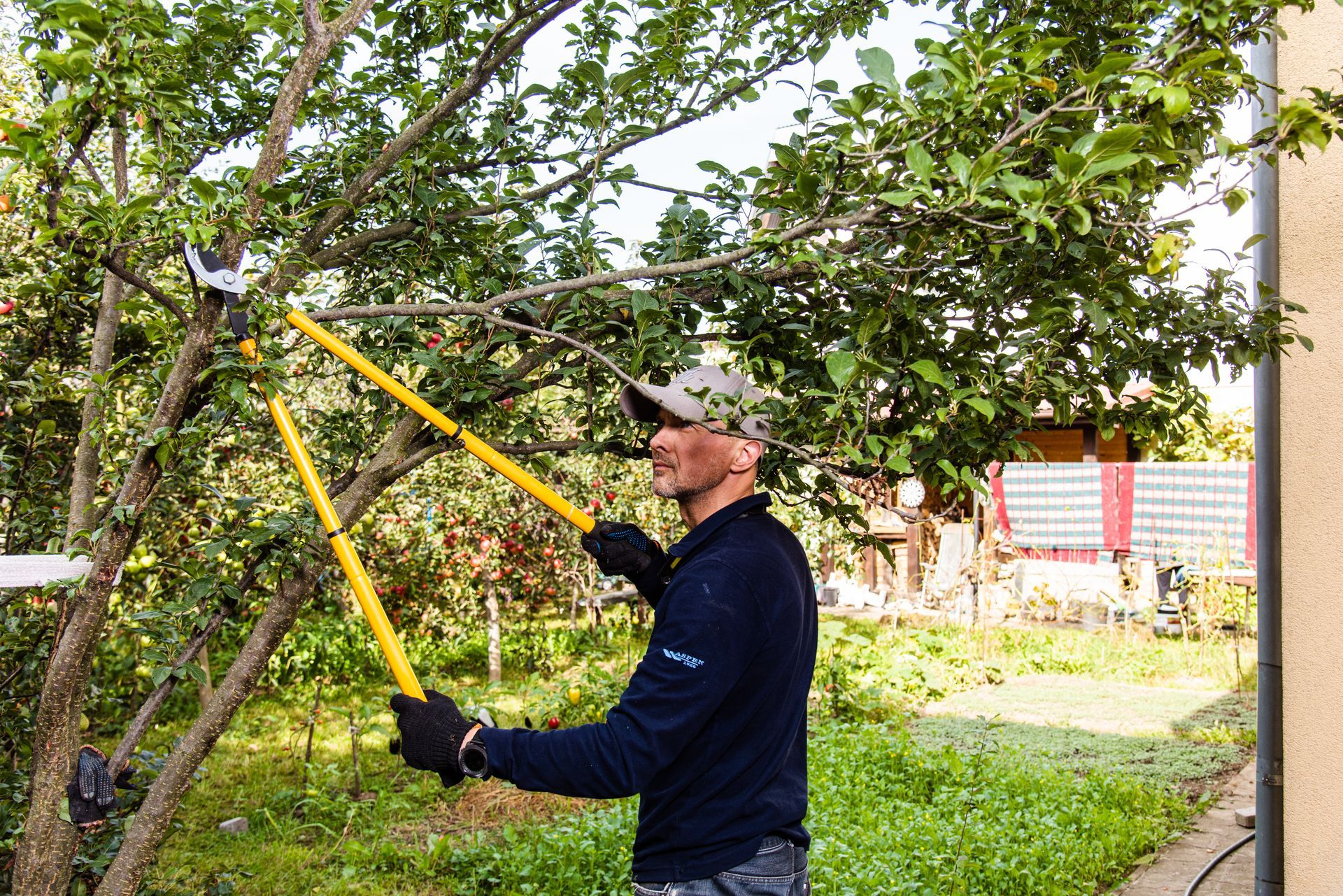 Man pruning a tree with yellow-handled loppers in a yard, sunny day. Man pruning a tree with yellow-handled loppers in a yard, sunny day.