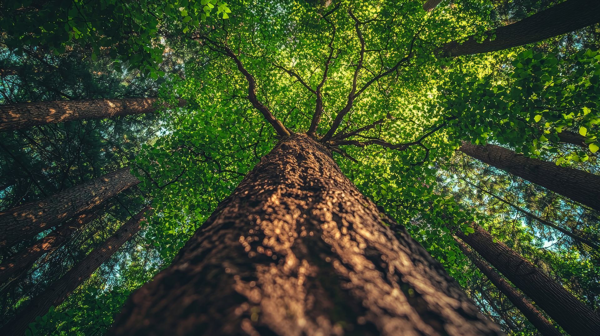Looking up at tall tree trunk in a green forest canopy. Sunlight shines through the leaves. Looking up at tall tree trunk in a green forest canopy. Sunlight shines through the leaves.
