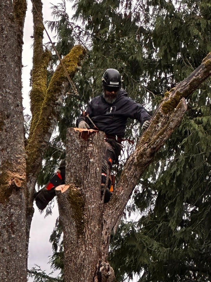 Arborist cutting a tree branch while suspended in the tree.