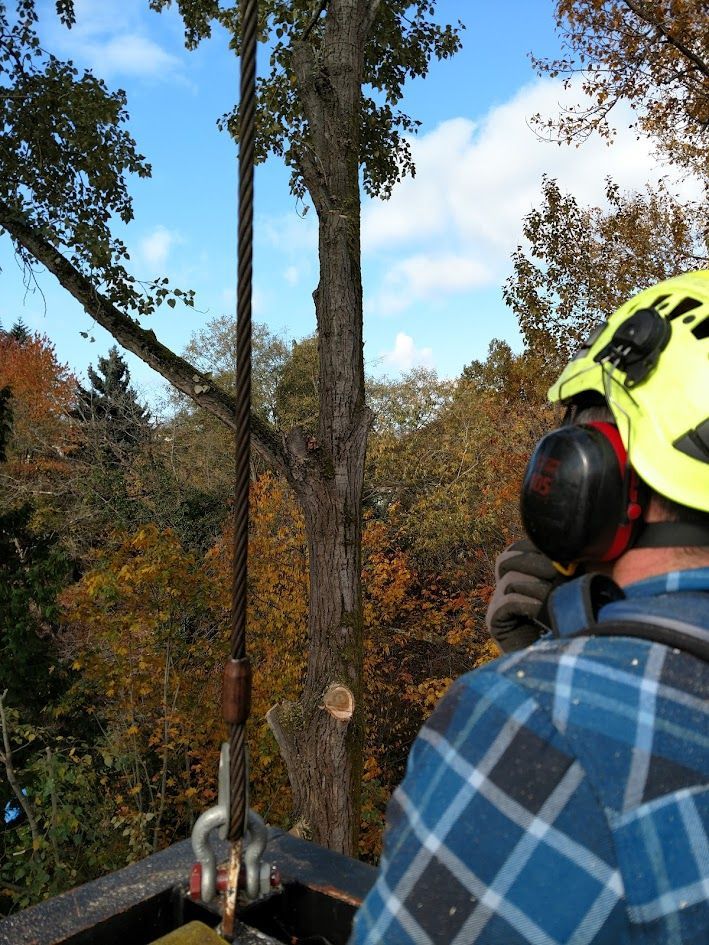 Arborist in a lift, cutting a tree with a cable attached. Blue sky, fall foliage in the background. Arborist in a lift, cutting a tree with a cable attached. Blue sky, fall foliage in the background.