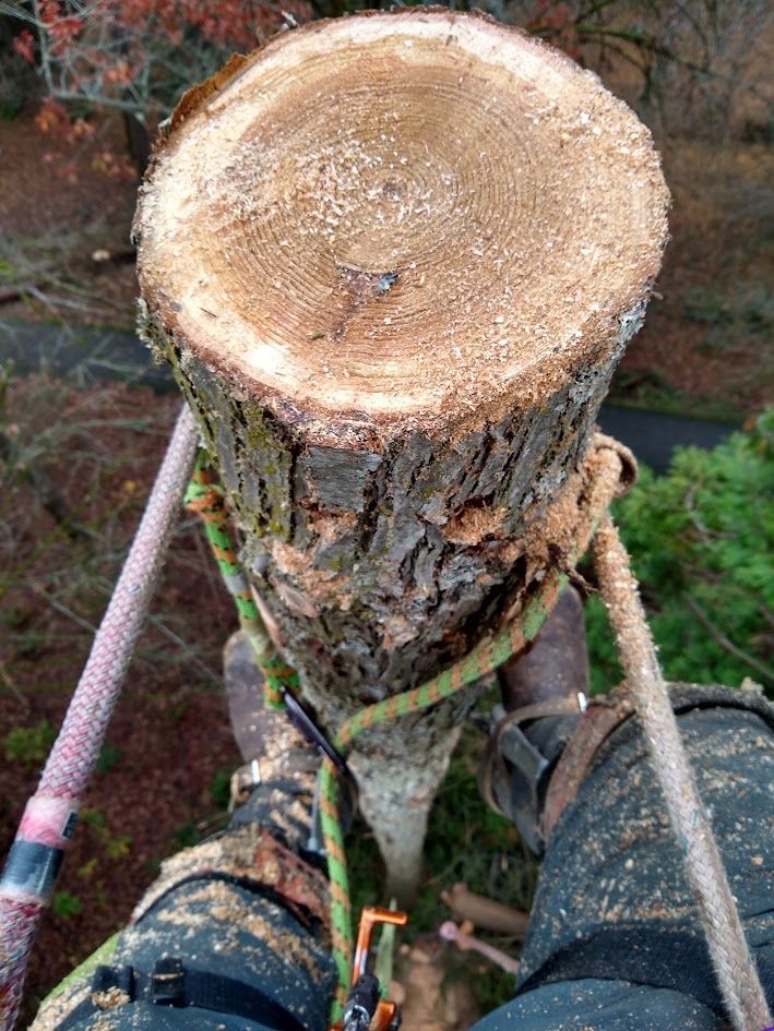 A person cutting a tree trunk, viewed from above. Green and white rope and safety gear are visible.