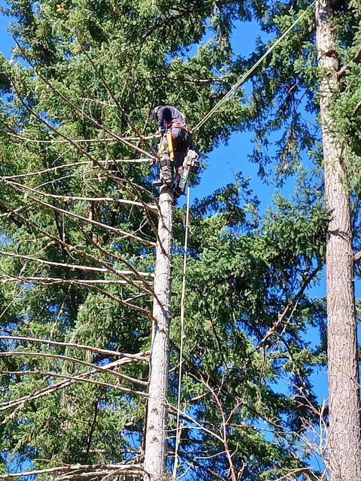 Arborist in a tall tree, using ropes to cut branches against a blue sky. Arborist in a tall tree, using ropes to cut branches against a blue sky.