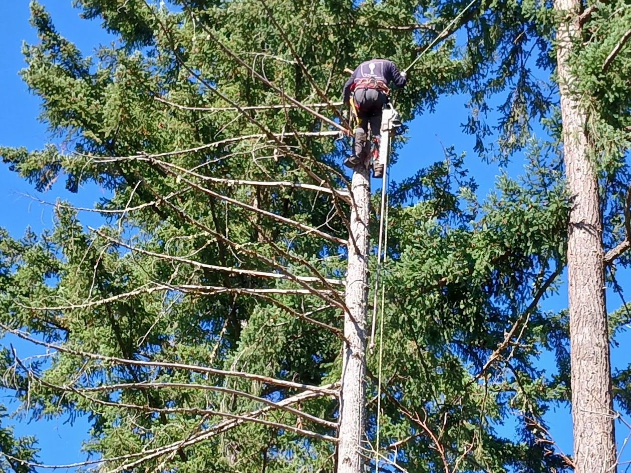 Person climbing a tall evergreen tree, secured by a rope. Blue sky in the background.