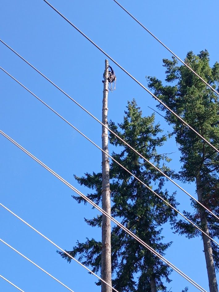 Lineman working on utility pole near power lines and trees. Lineman working on utility pole near power lines and trees.