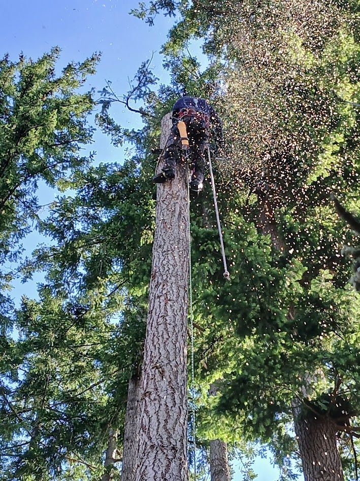Arborist cutting tree trunk. Wood chips fly. Blue sky, green trees.