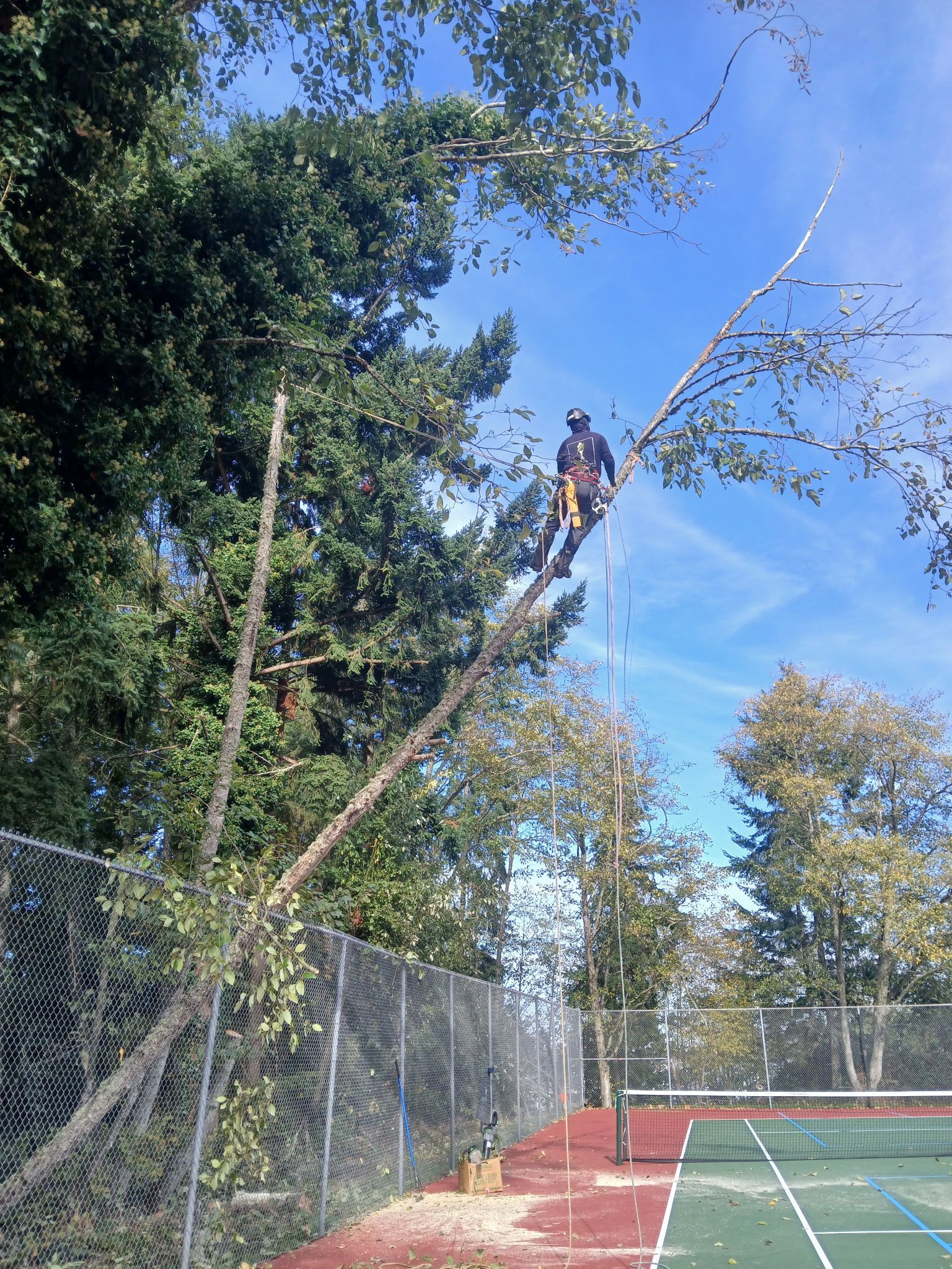 Arborist wearing safety gear using a chainsaw to trim a tree branch under a blue sky.