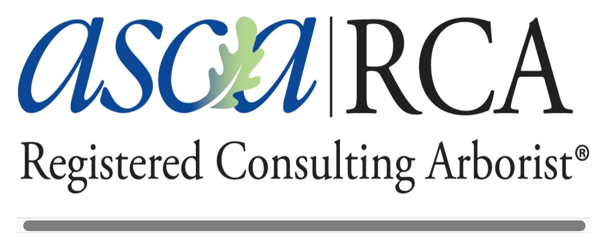 Tree trunk split open by lightning, with a dark, charred interior and broken branches.