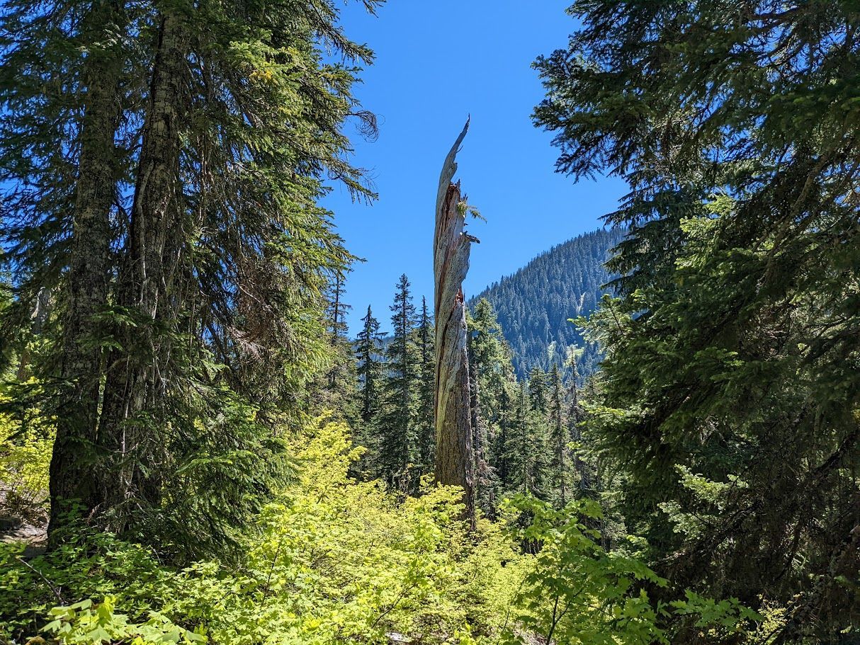 Arborist in a tall tree, using ropes to cut branches against a blue sky.
