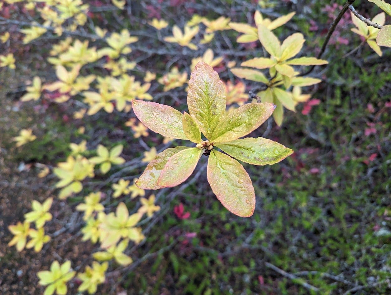 Close-up of light green and yellow leaves, dew drops, on a shrub with out-of-focus background. Close-up of light green and yellow leaves, dew drops, on a shrub with out-of-focus background.