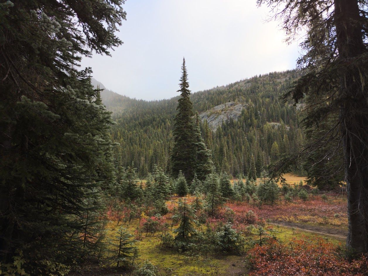 Forest landscape with evergreen trees, a mountain, and a clearing with red and green ground cover under an overcast sky. Forest landscape with evergreen trees, a mountain, and a clearing with red and green ground cover under an overcast sky.