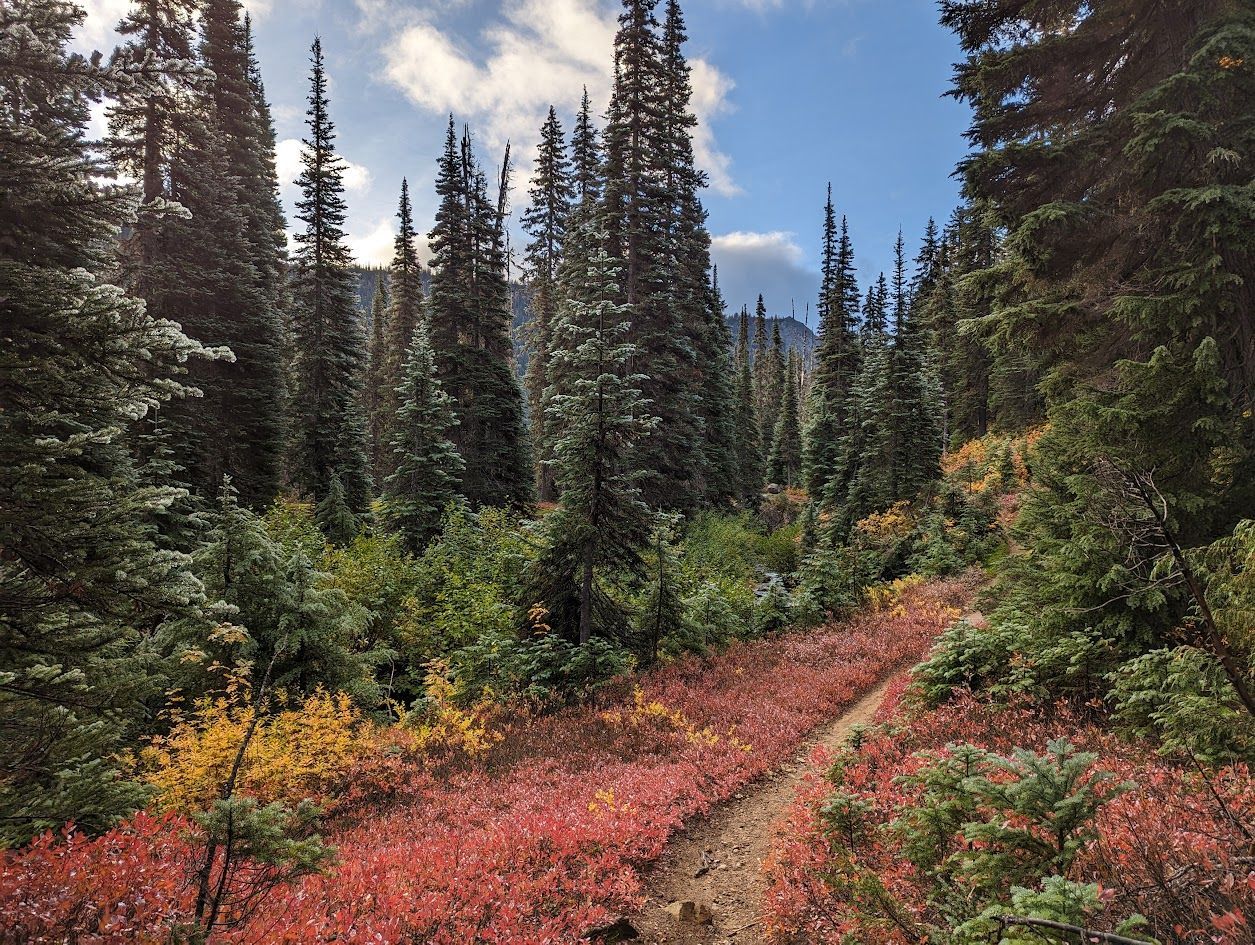 Narrow dirt trail through a vibrant forest with red and green foliage and tall evergreen trees. Narrow dirt trail through a vibrant forest with red and green foliage and tall evergreen trees.