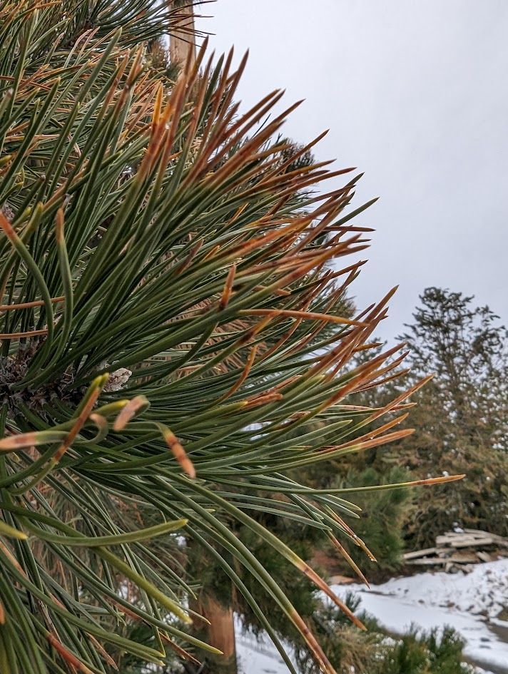 Close-up of pine needles with new growth in shades of green and brown, with snowy background.
