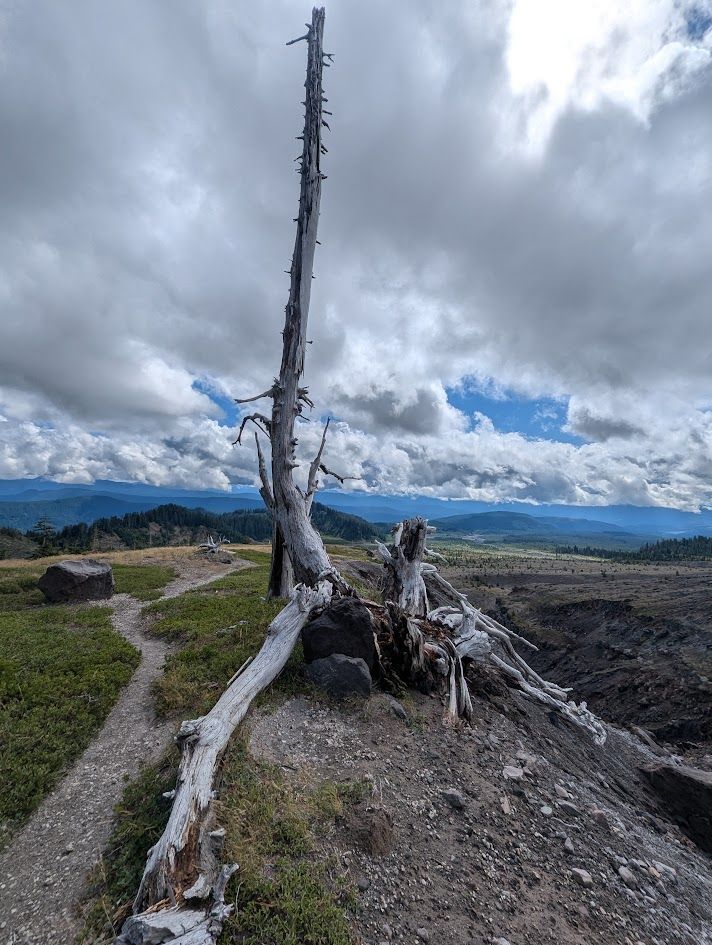 Dead tree stands on a hillside, cloudy sky above a distant landscape.