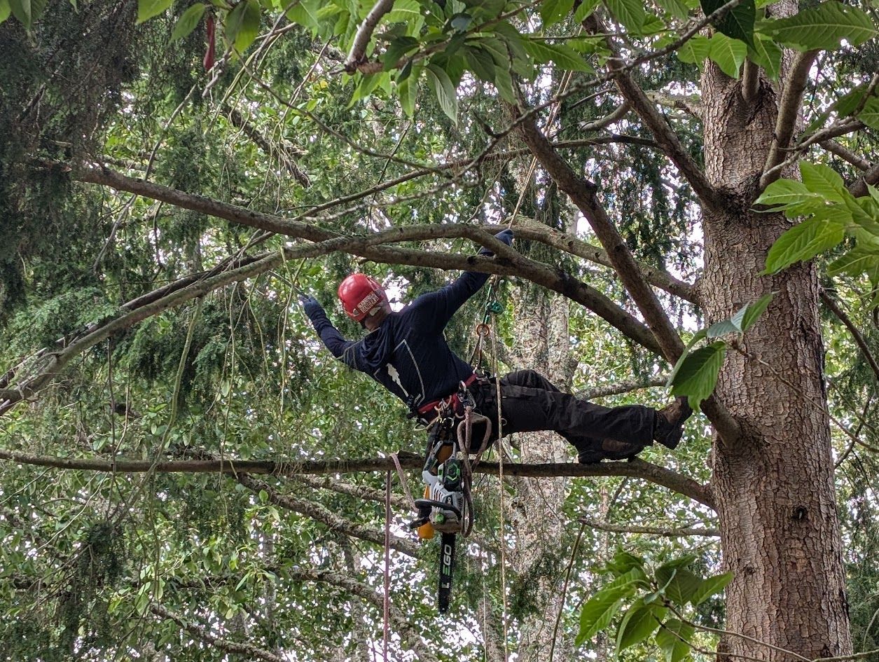 Arborist in a tree, cutting branches with a chainsaw. Wearing a red helmet and safety harness. Arborist in a tree, cutting branches with a chainsaw. Wearing a red helmet and safety harness.