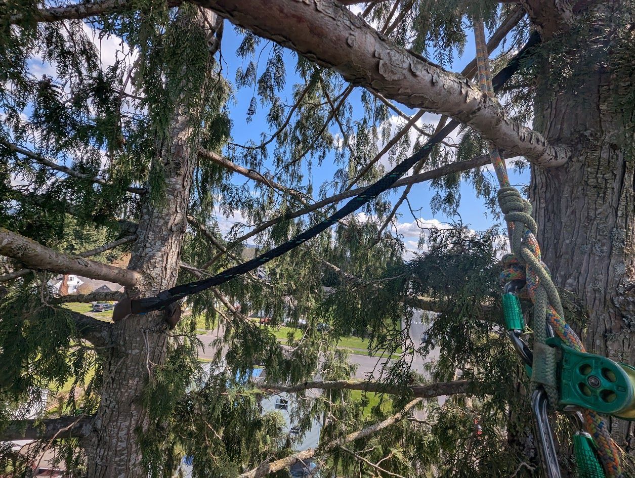 A tree with rigging: black cable and rope, pulley, and green equipment. Blue sky and greenery in the background. A tree with rigging: black cable and rope, pulley, and green equipment. Blue sky and greenery in the background.