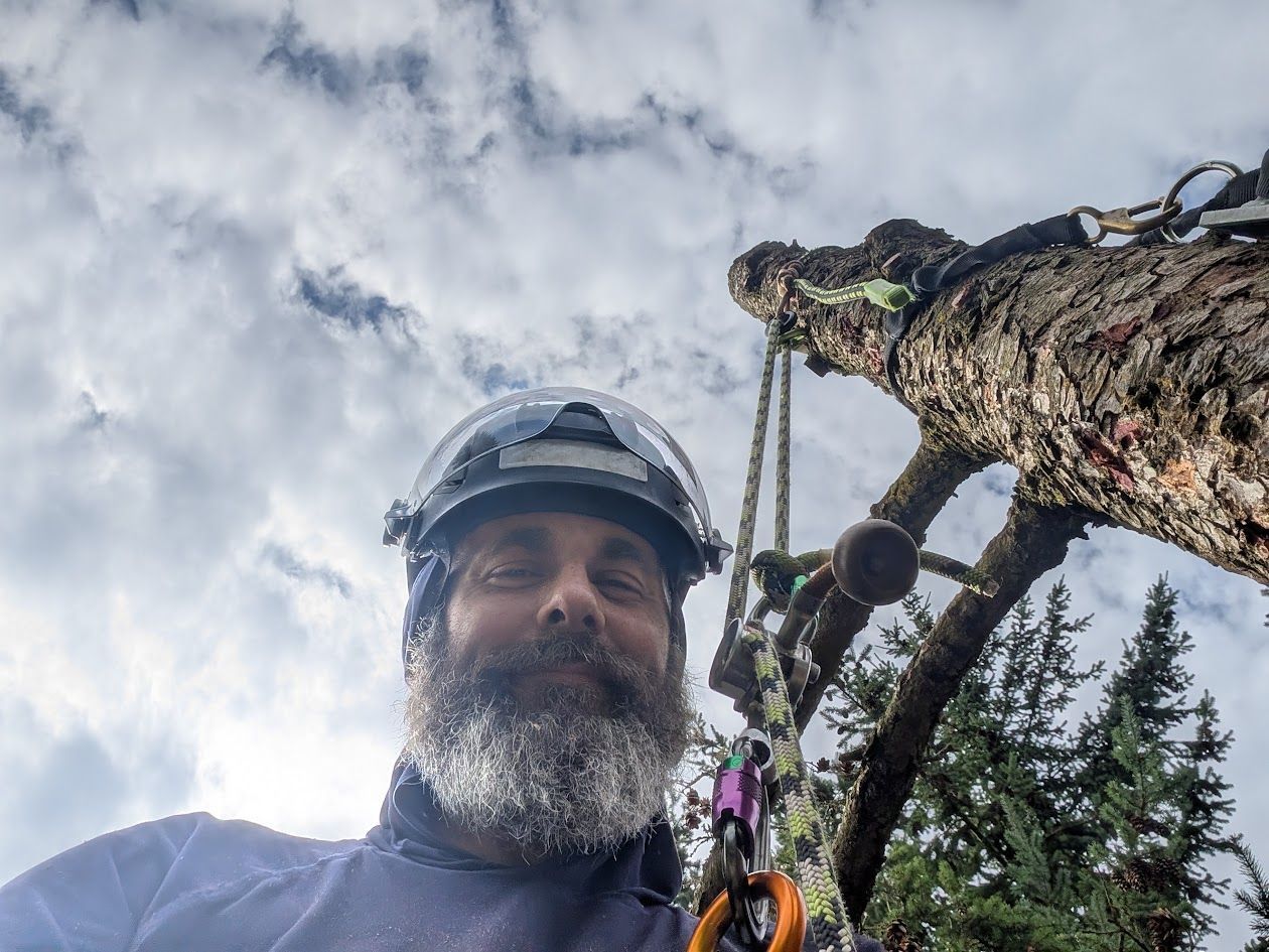 Arborist in a tree, looking at the camera. Wearing a helmet, ropes, and gear. Cloudy sky in the background. Arborist in a tree, looking at the camera. Wearing a helmet, ropes, and gear. Cloudy sky in the background.