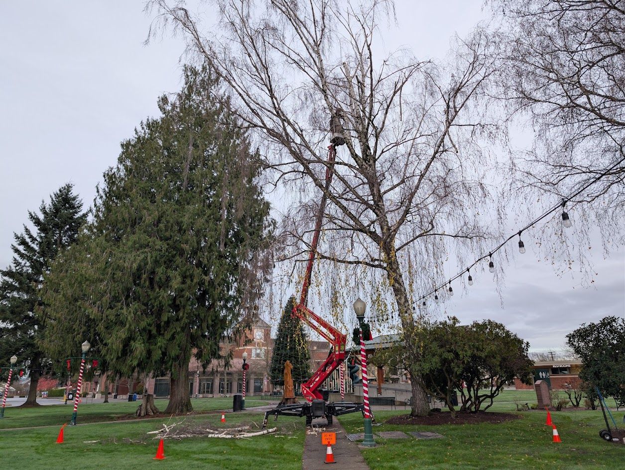 A red lift truck trimming a bare tree in a park under a cloudy sky.