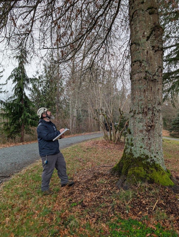 Man in hard hat examining a tree on a path in a park; overcast sky.