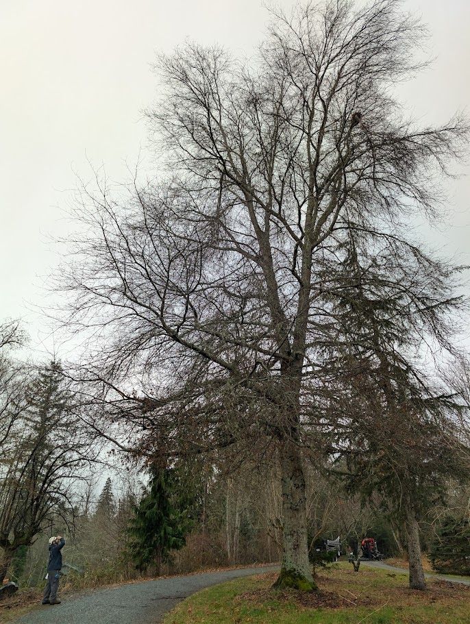 A tall, bare tree dominates a park scene. A person looks up at the tree. Grey sky overhead. A tall, bare tree dominates a park scene. A person looks up at the tree. Grey sky overhead.
