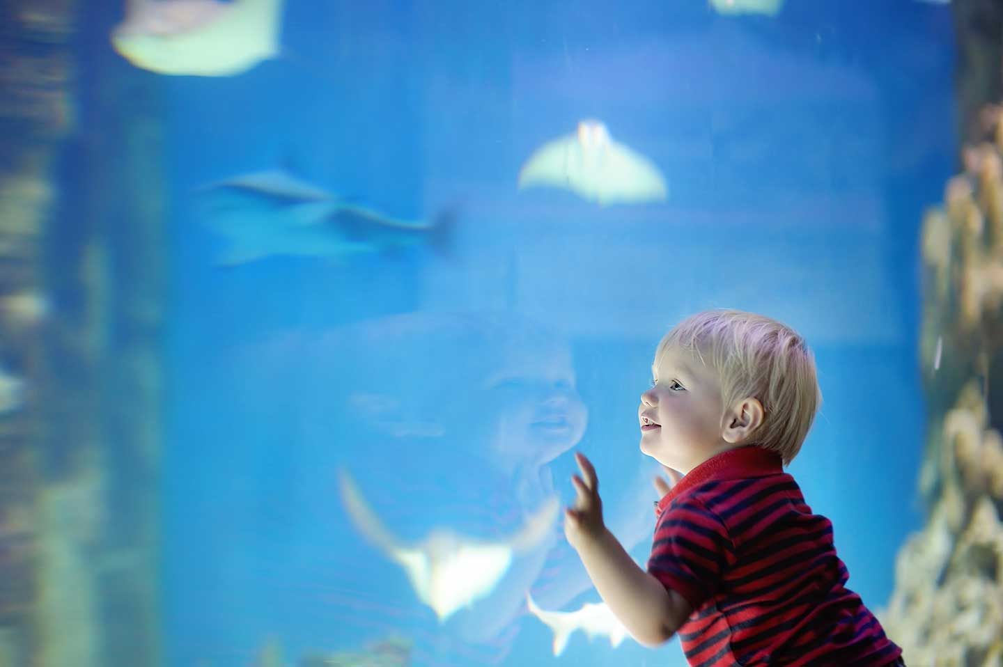A young child gazes at fish in an aquarium, touching the glass with curiosity.
