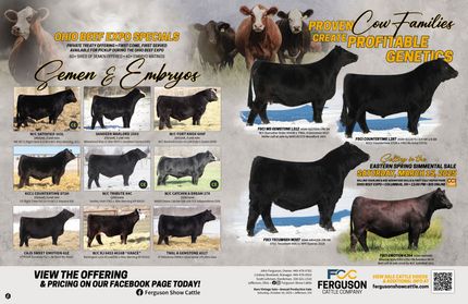 【冬バーゲン★特別送料無料！】 Cattle Ferguson Company Cattle Angus and Simmental | その他