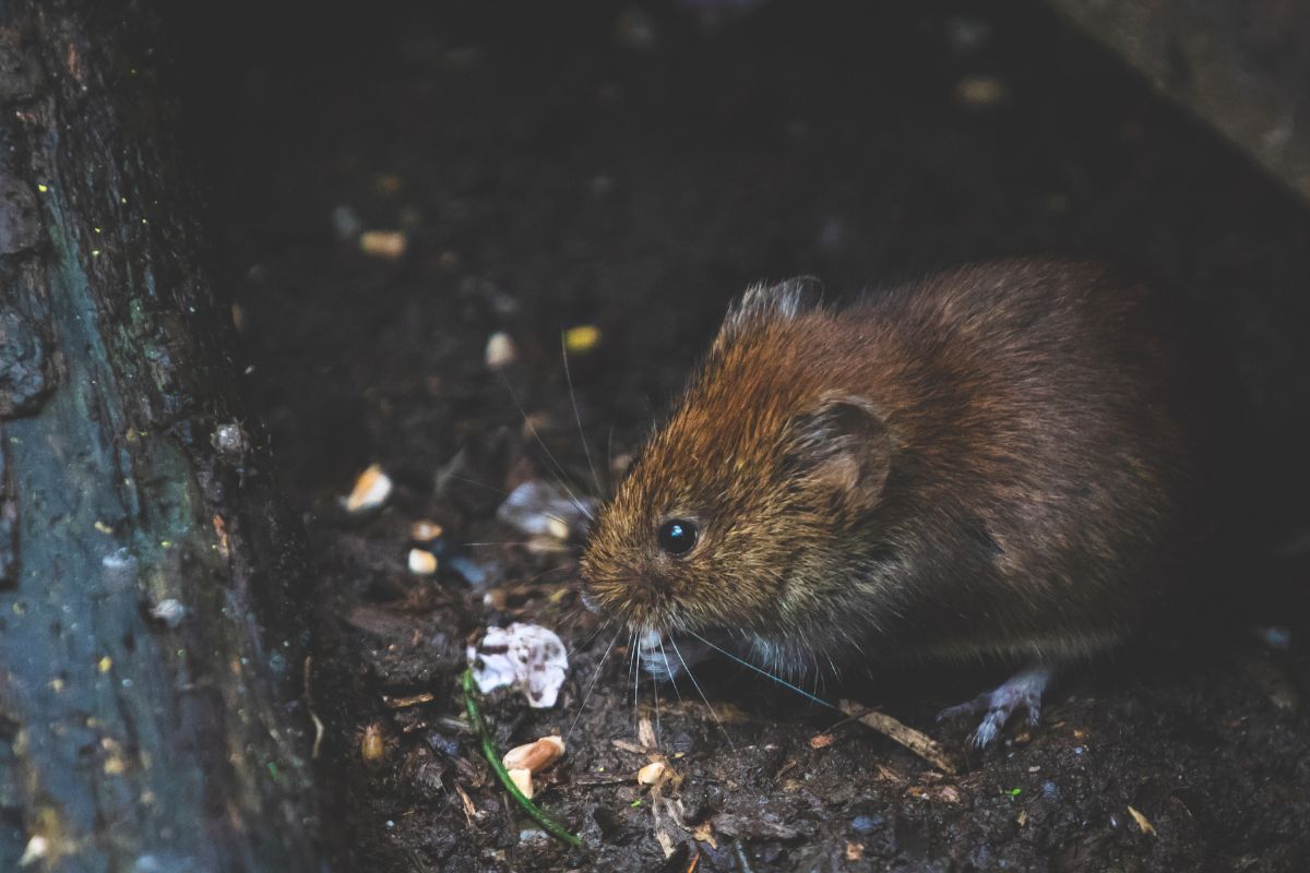 Keep rats out with drain survey