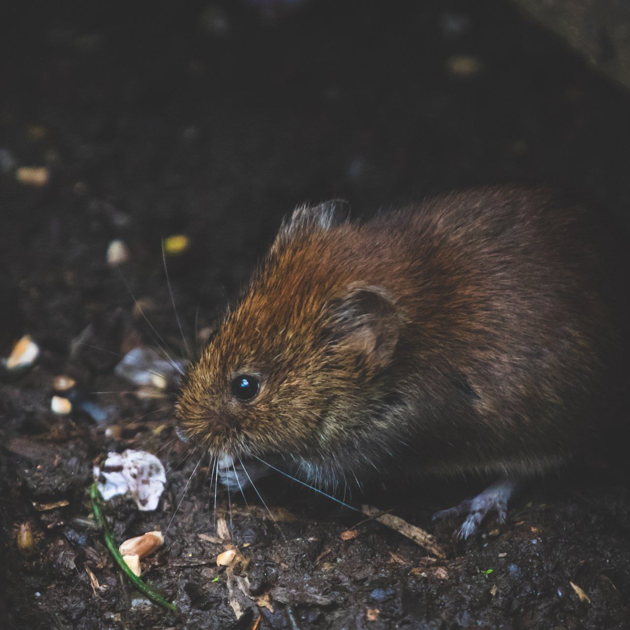 Rodent Surveys