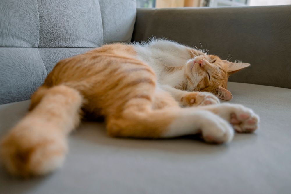 how-to-get-rid-of-cat-pee-smell-in-your-home