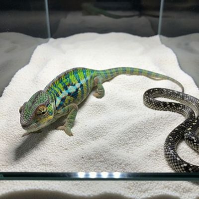Arena para mascotas