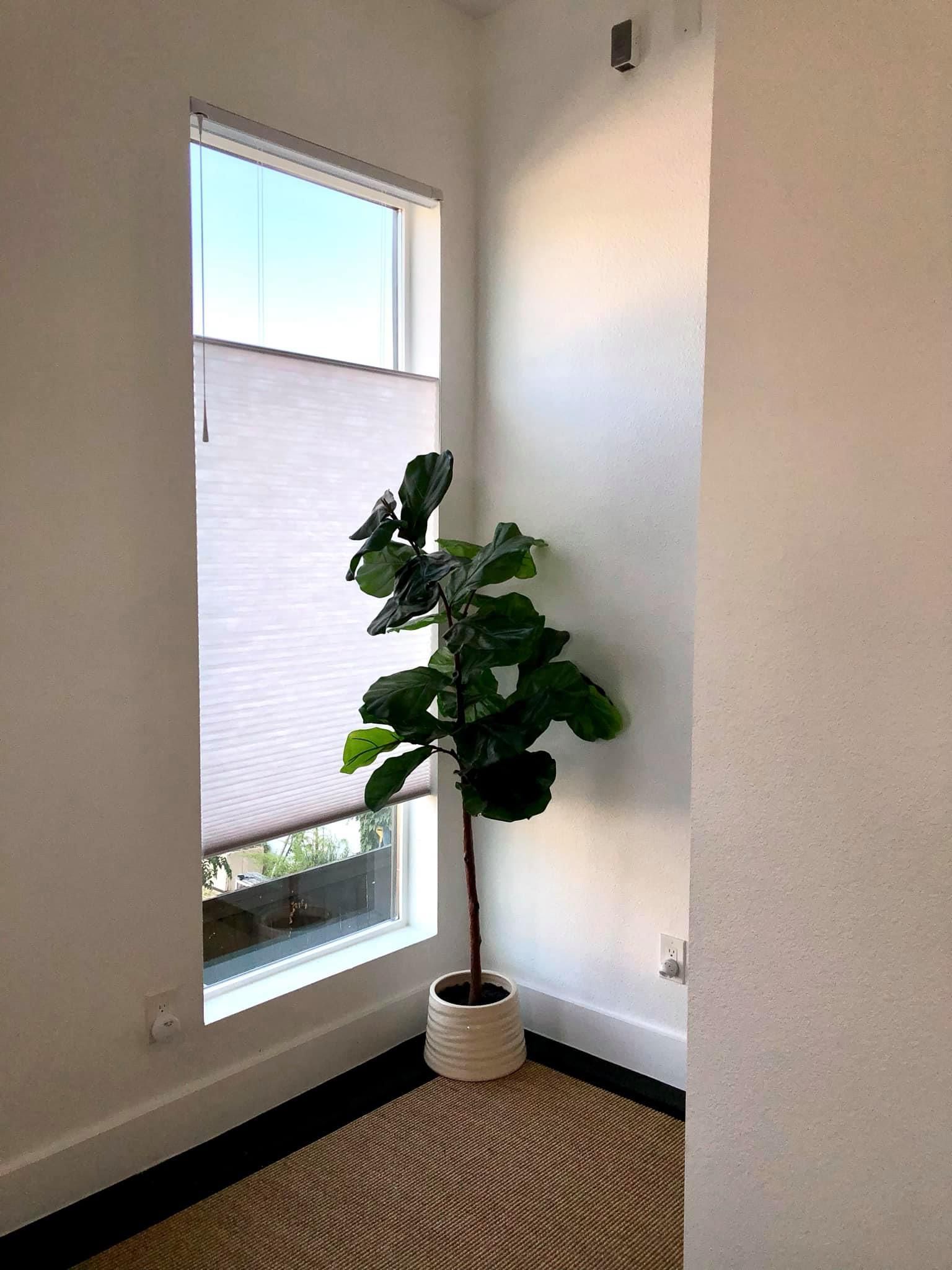 Fiddle leaf fig tree in a white pot beside a window with shades, in a white-walled corner of a room.