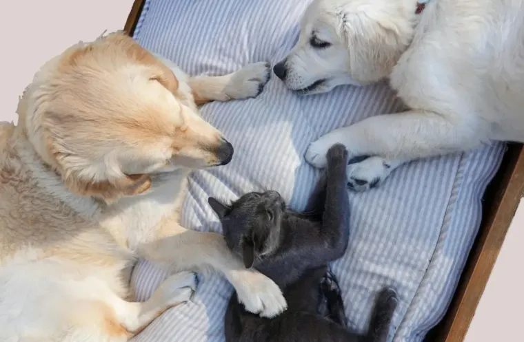 Two golden retriever puppies and a black kitten playing together on a blanket