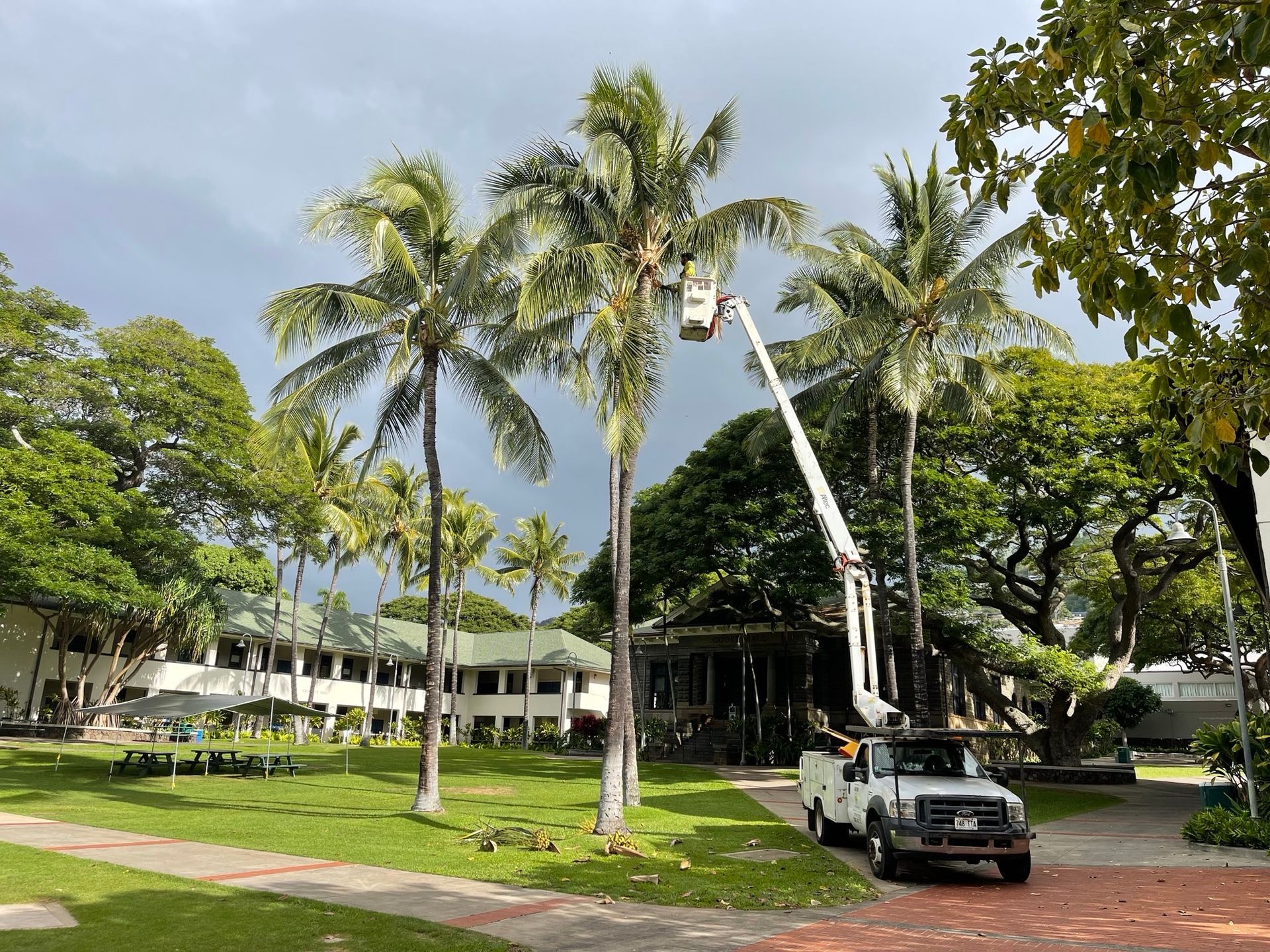 Tahitian Tree Services Inc gallery 5