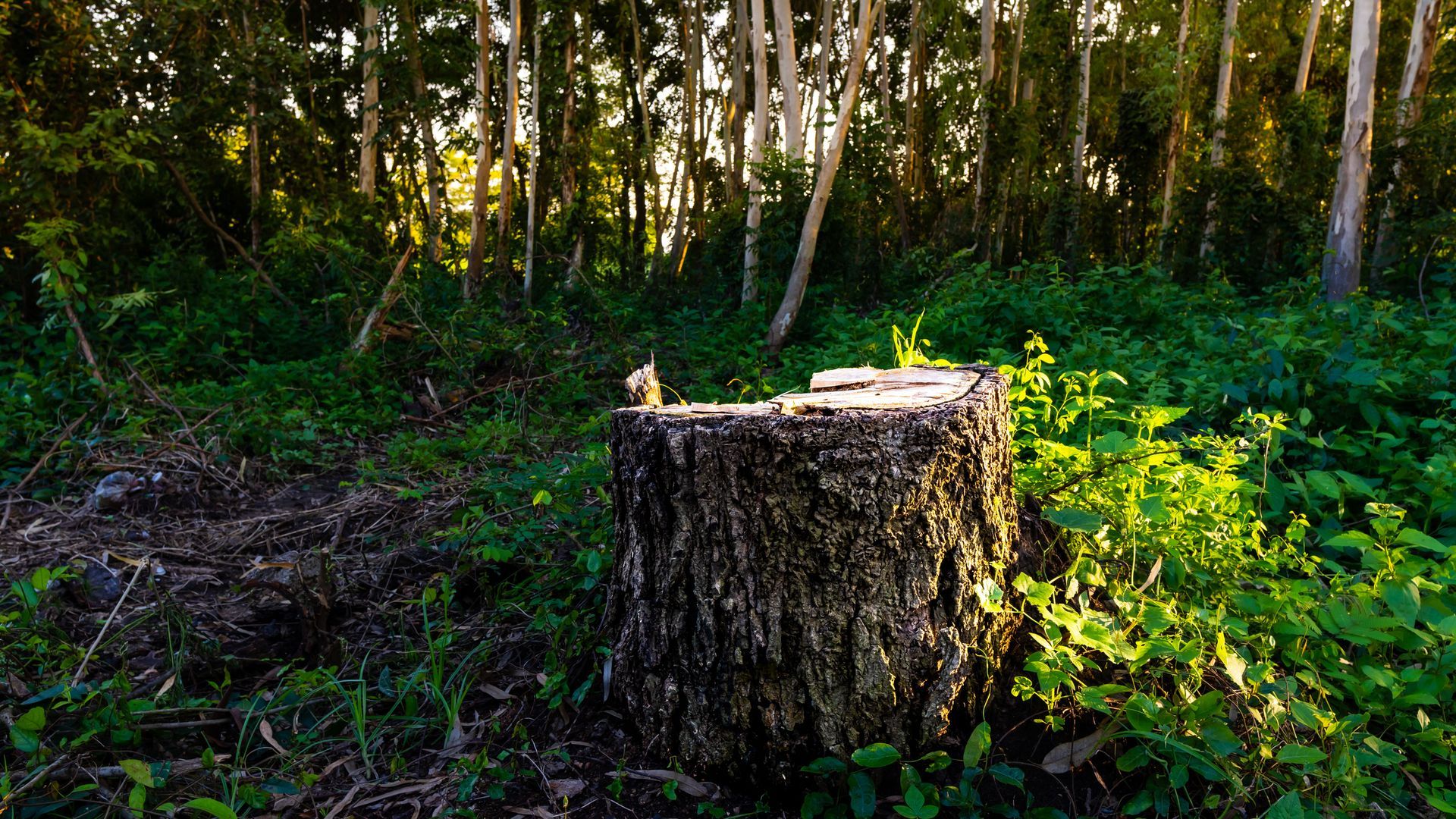 A tree stump in the middle of a forest.