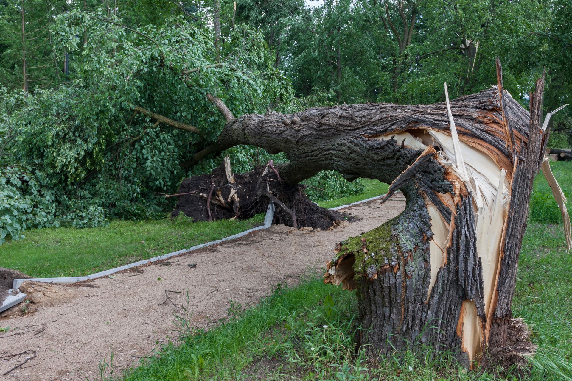 A tree that has been knocked over by a storm in a park.