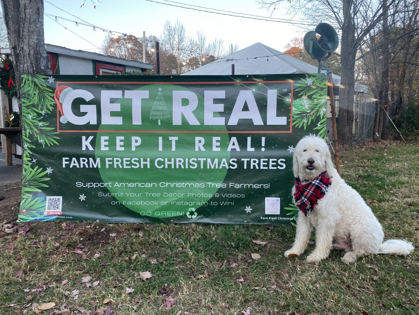 A dog is sitting in front of a sign that says `` get real keep it real farm fresh christmas trees ''.