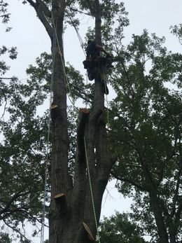 Arborist cutting a tall tree, secured with ropes and gear, working in a cloudy sky setting.