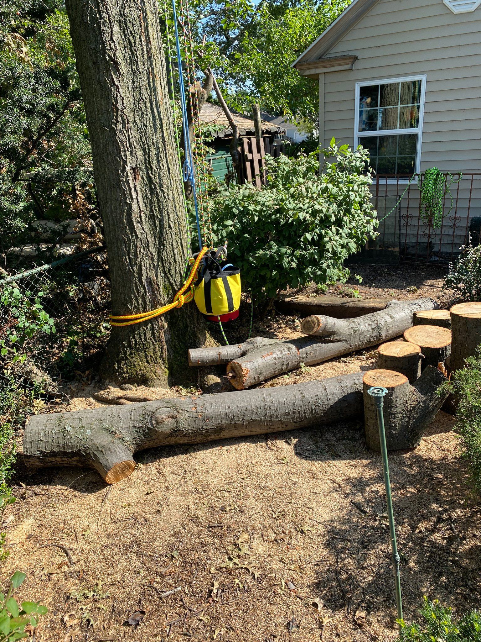 Yellow chainsaw attached to a tree, with cut logs on the ground.
