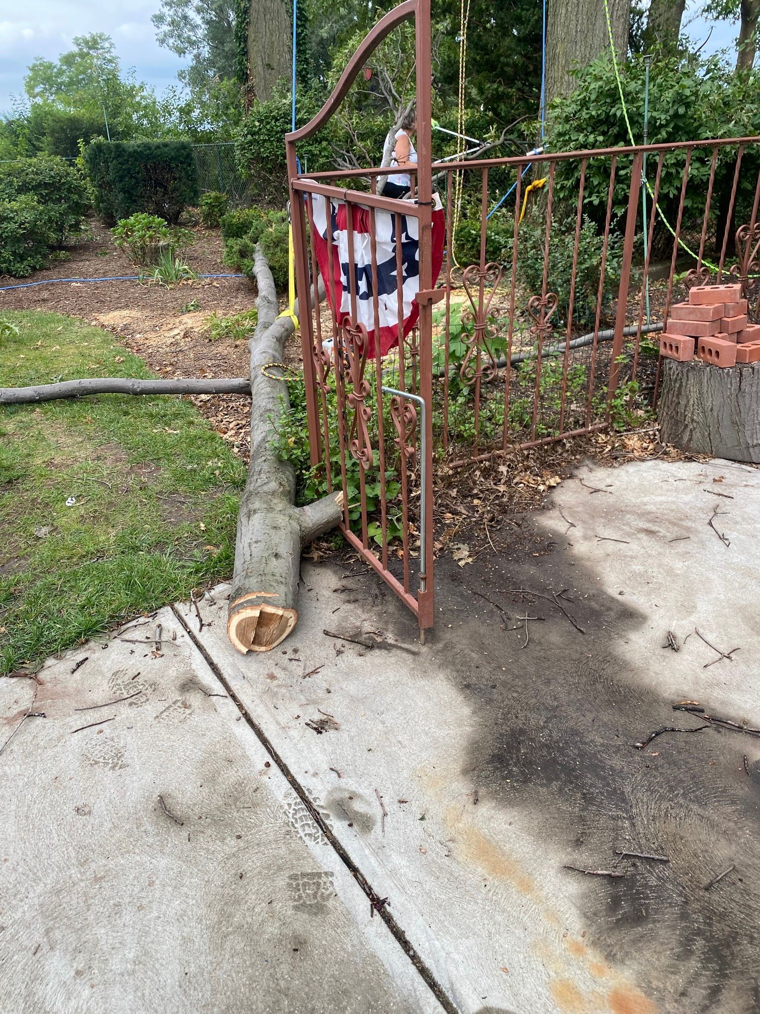 Brown wrought iron gate with a red and white shield hanging on it, tree branch fallen in front.