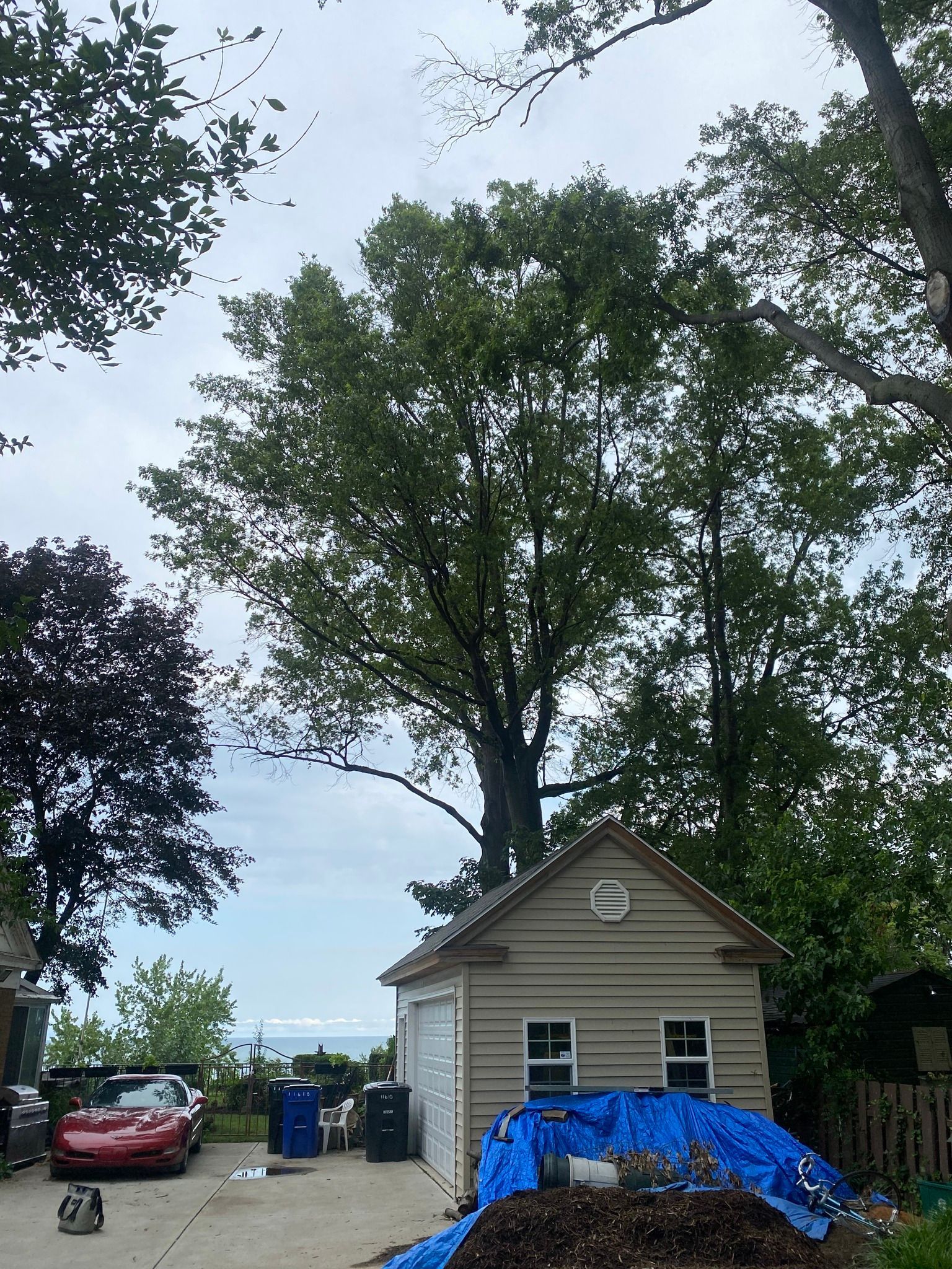 Garage beneath tall green tree, red car, blue tarp, overcast sky, water in the distance.