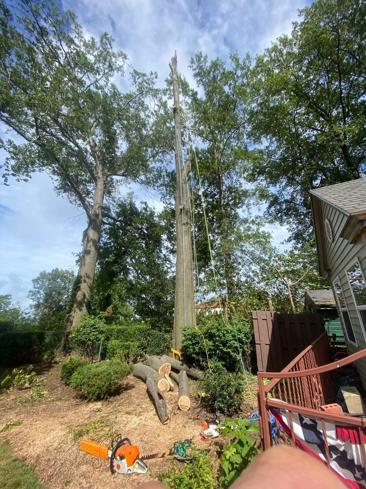 Tree trunk stripped bare, felled on grass, chainsaw nearby. Green foliage, sunny sky, backyard setting.