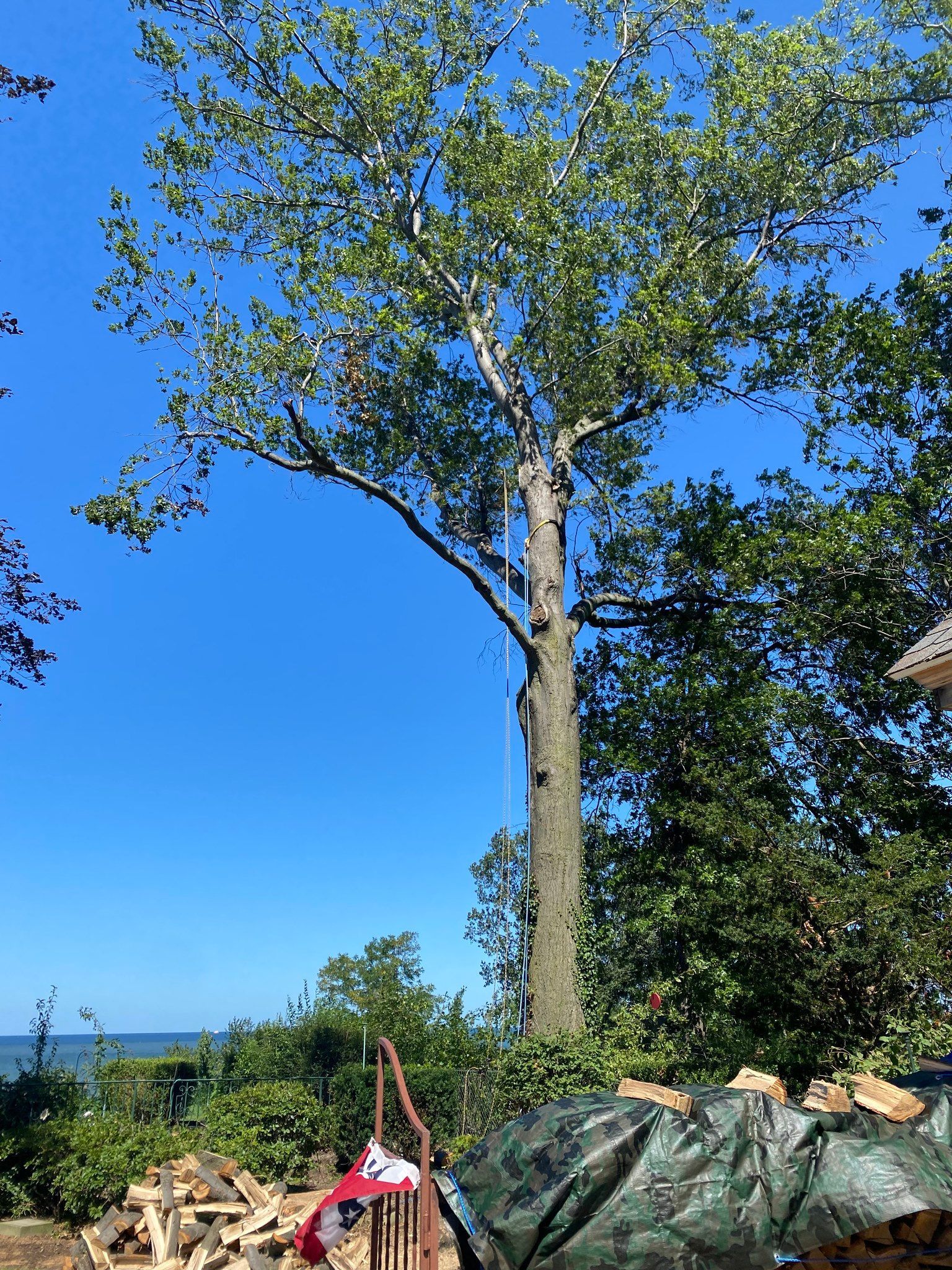 Tall tree with green leaves against a blue sky, near a body of water and a woodpile.