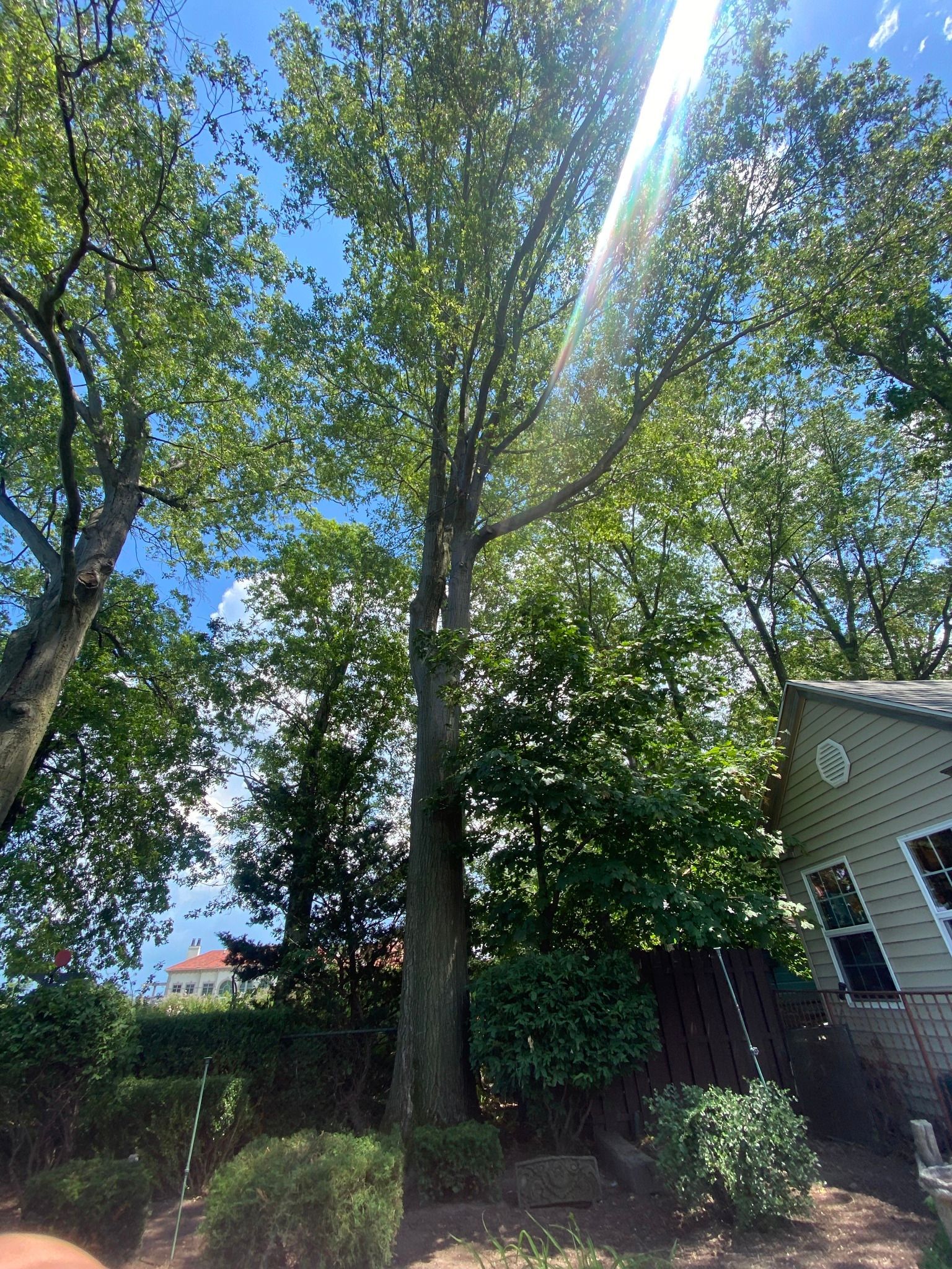 Tall tree with green leaves against a blue sky, next to a house and bushes. Sunlight streams through the branches.