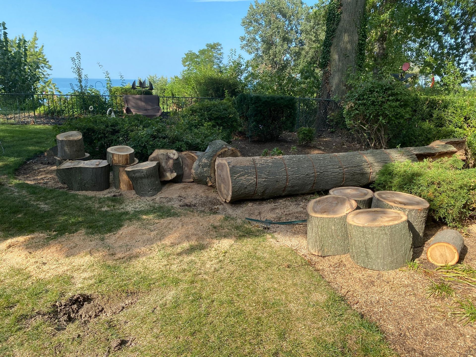 Cut tree trunk and sections on grassy ground, with a glimpse of the ocean in the background.
