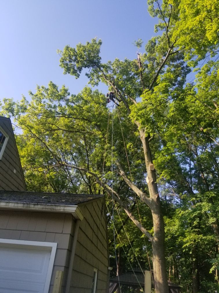 Tree workers removing a tree branch, using ropes and equipment, near a house on a sunny day.