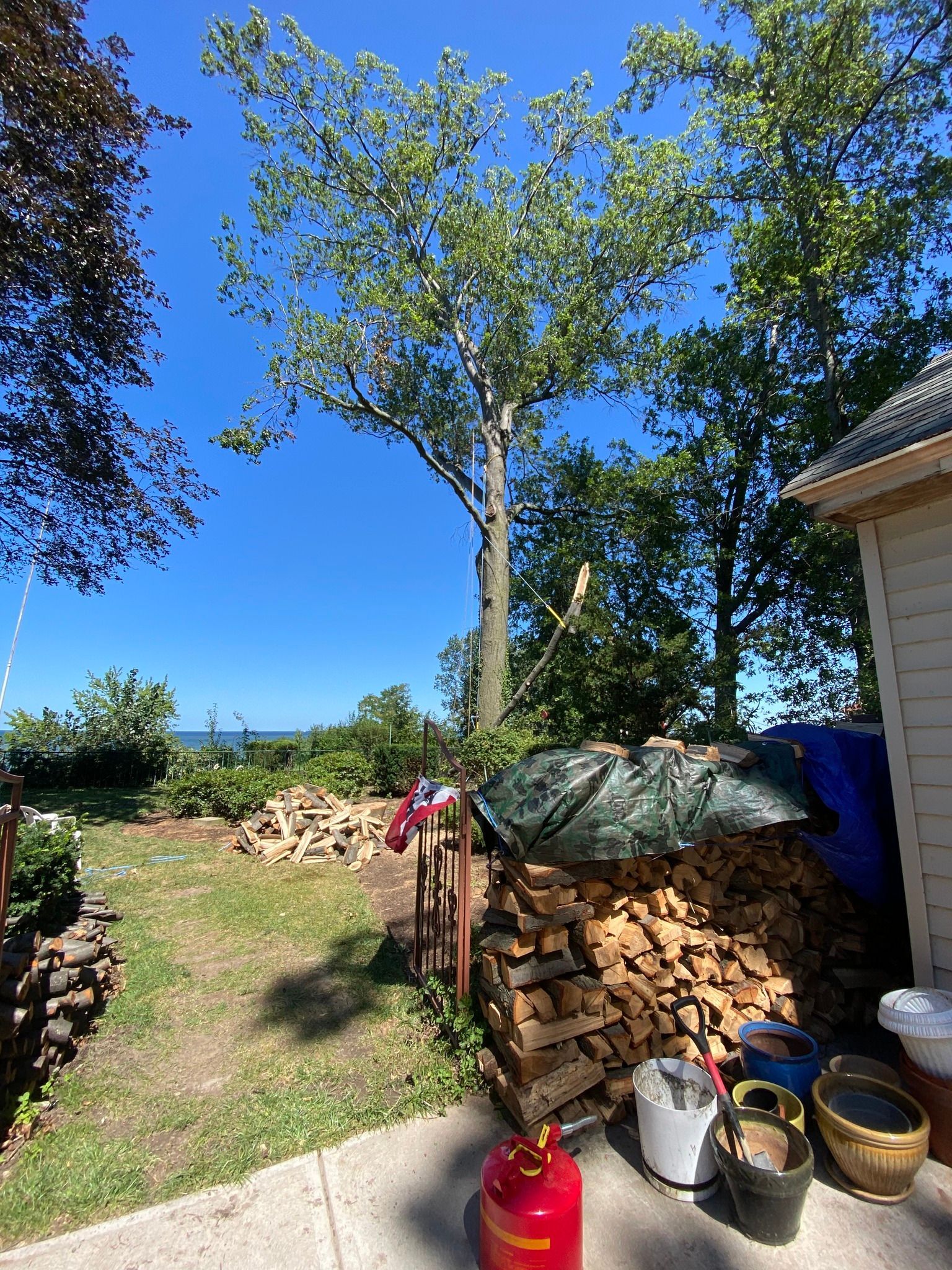Backyard scene with a tall tree, firewood pile, and view of the ocean under a blue sky.