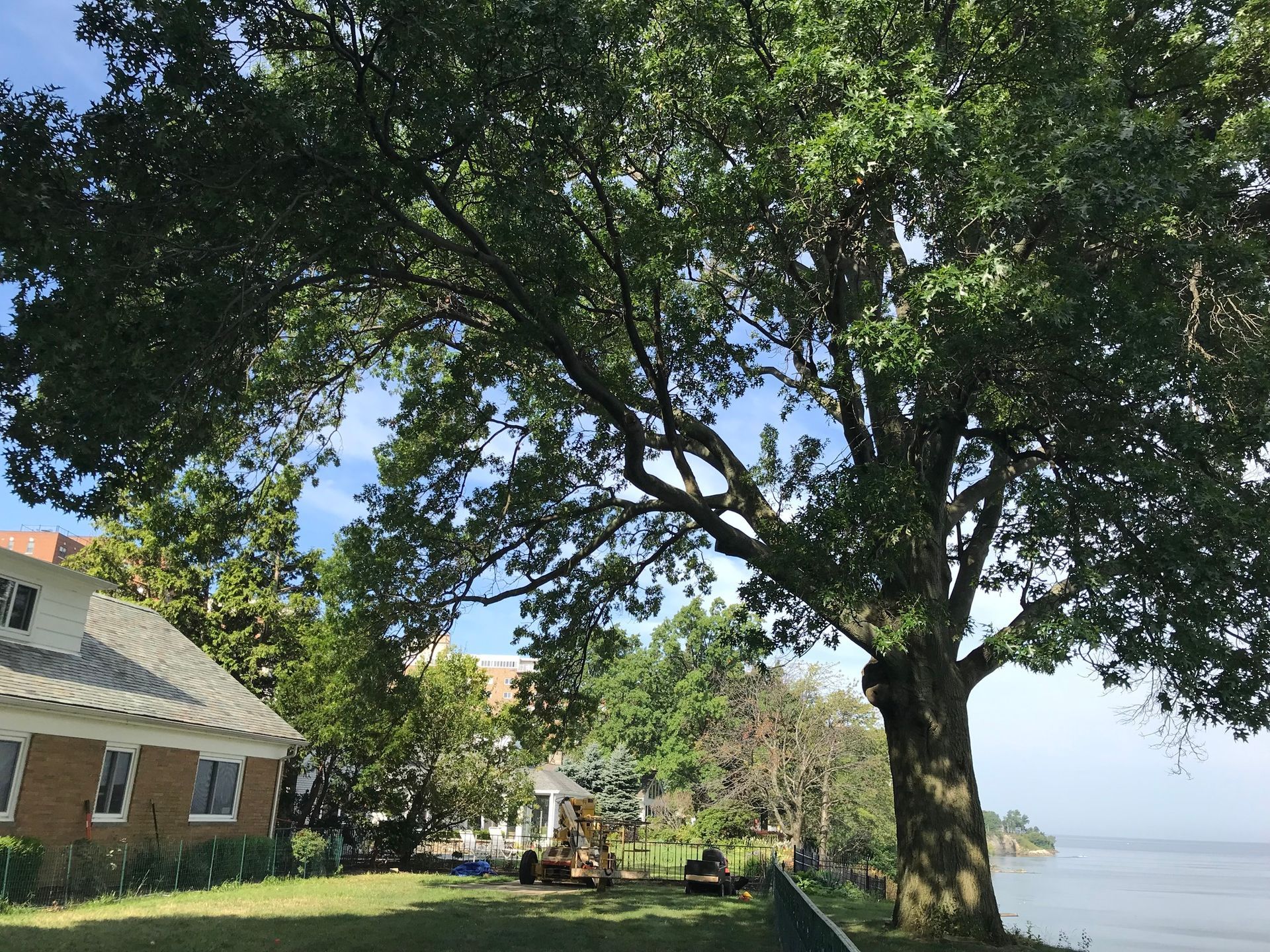 Large tree by a waterfront, next to a building and grassy lawn on a sunny day.