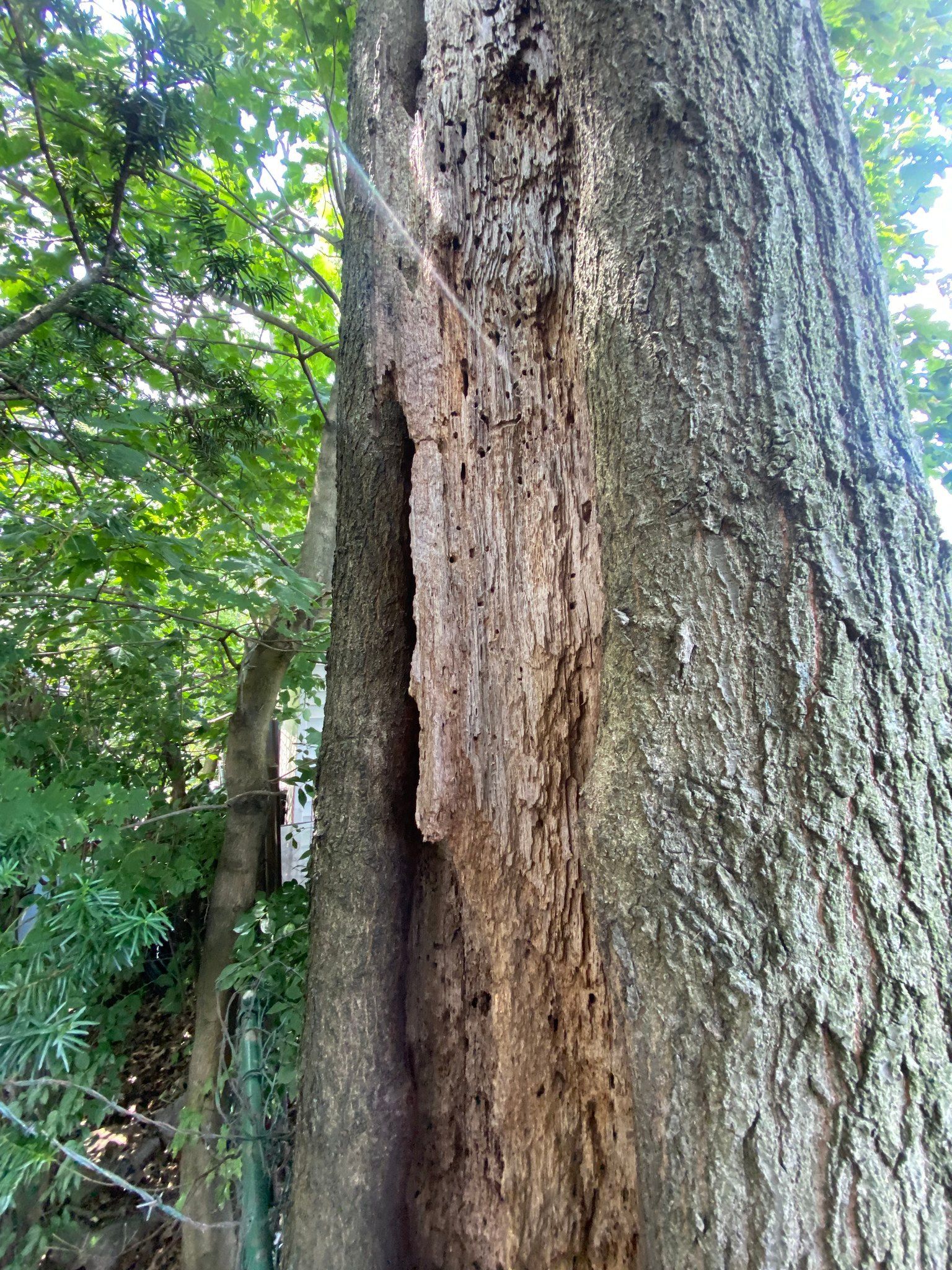 Tree trunk with extensive damage and exposed wood, set against a backdrop of green foliage.