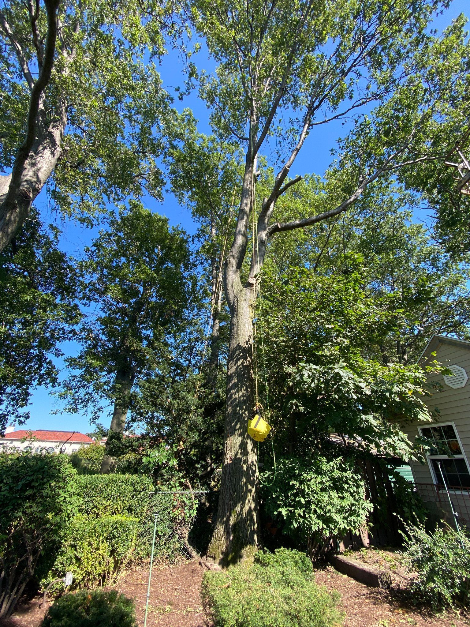 Tall tree with green leaves against a bright blue sky, small yellow object hanging from it.