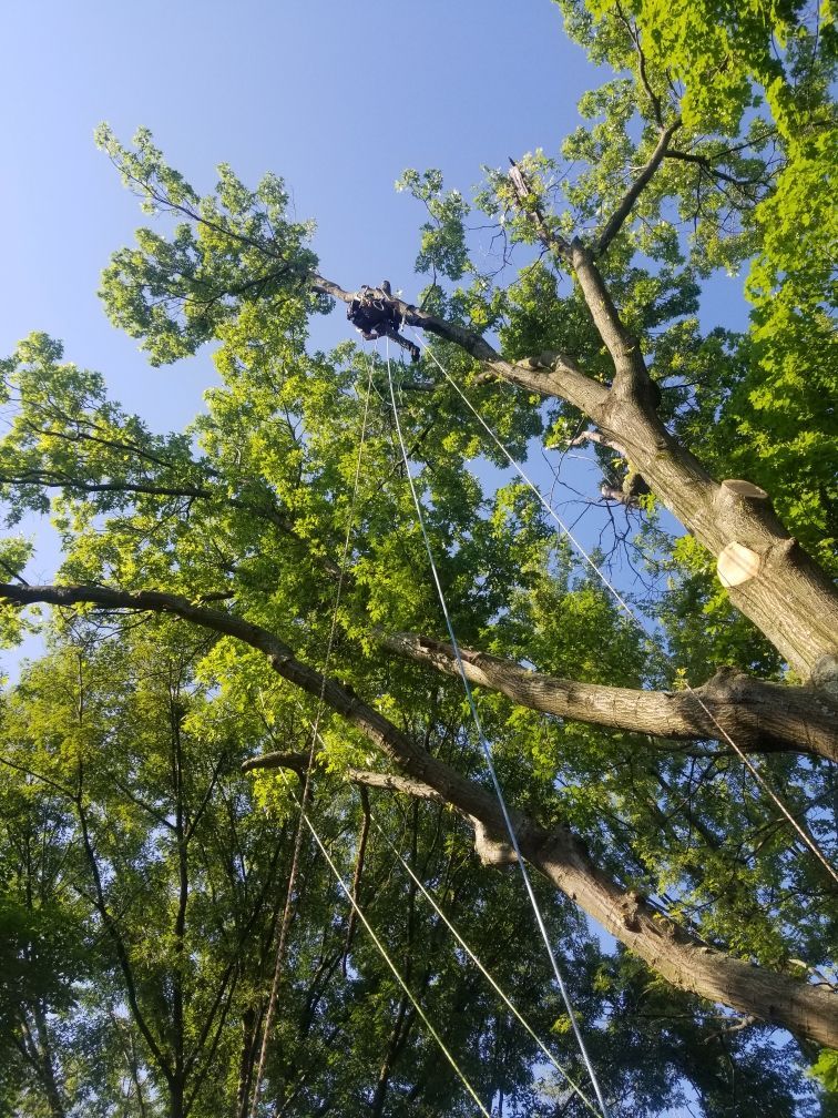 Arborist in a tree, removing branches. Blue sky, green leaves, and ropes.
